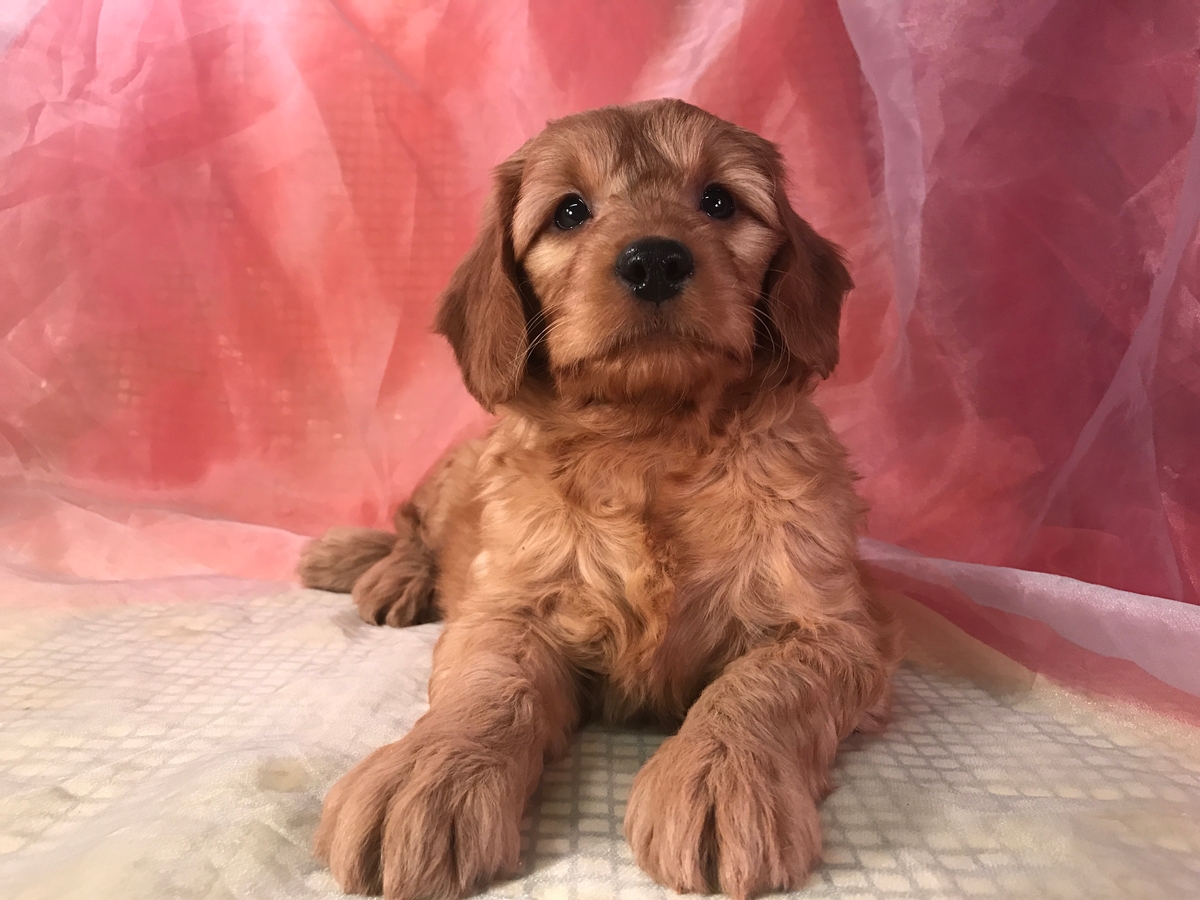 Male Standard Goldendoodle Puppy for Sale $950